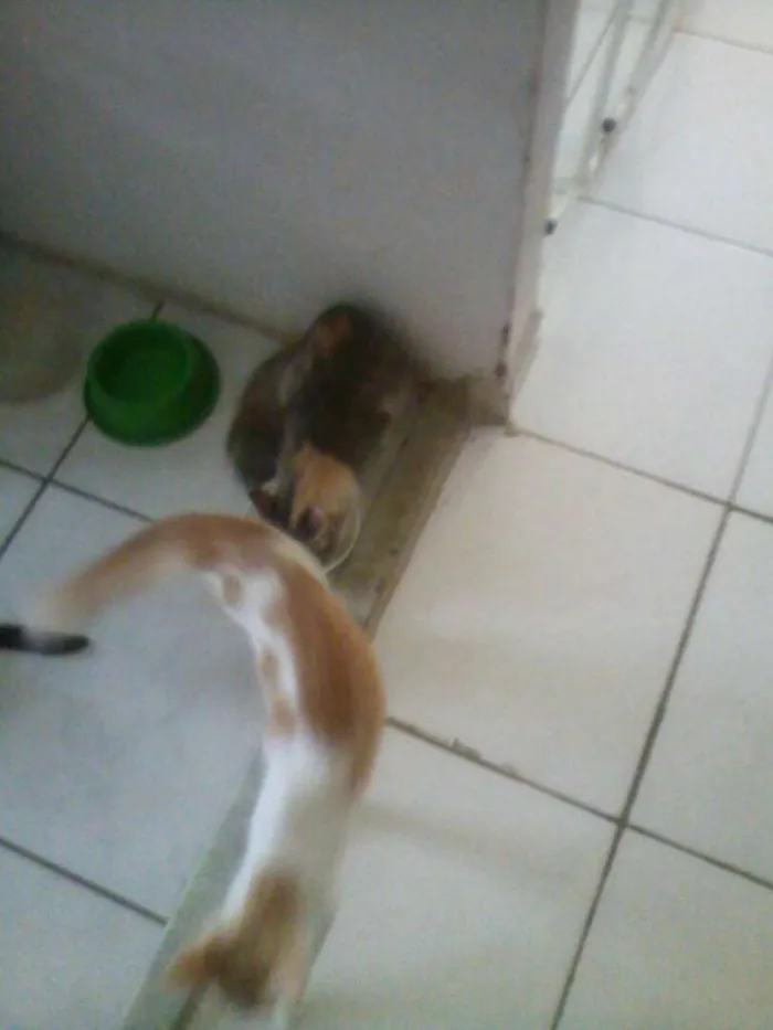 Gato ra a  idade 7 a 11 meses nome Gatos
