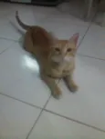 Gatos
