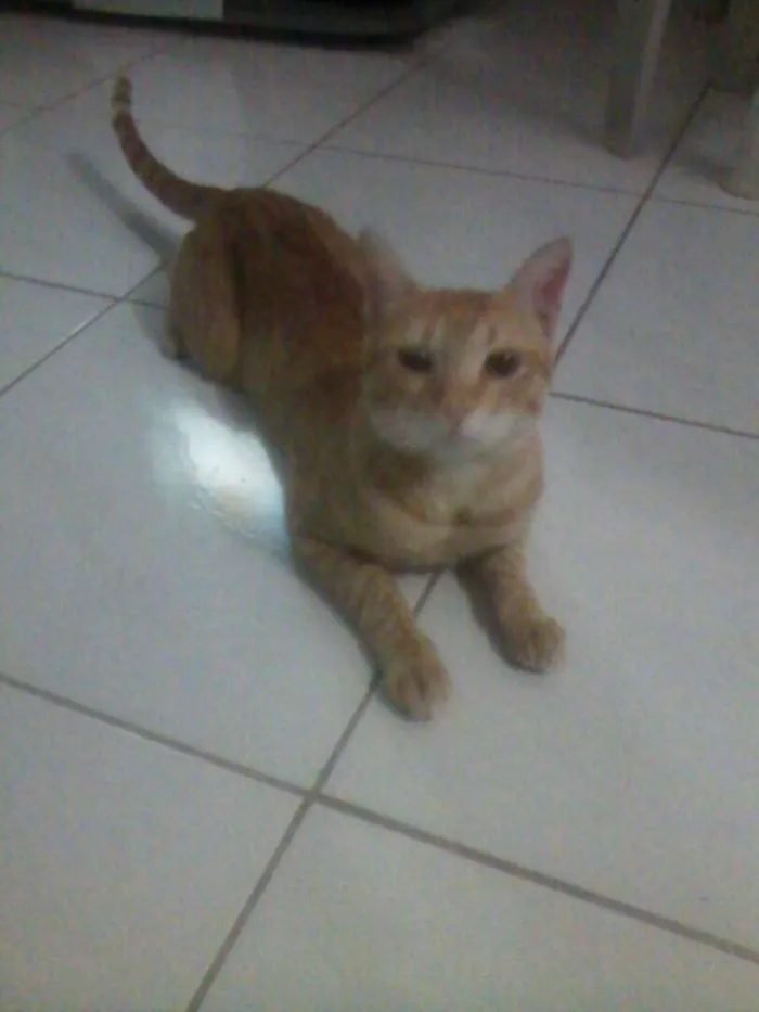 Gato ra a  idade 7 a 11 meses nome Gatos