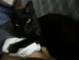 Gatos