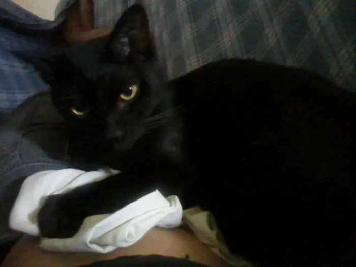 Gato ra a  idade 7 a 11 meses nome Gatos