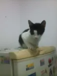 Gatos