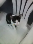 Gatos
