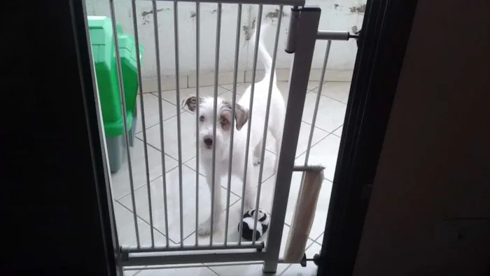 Cachorro ra a SRD idade 7 a 11 meses nome Luna