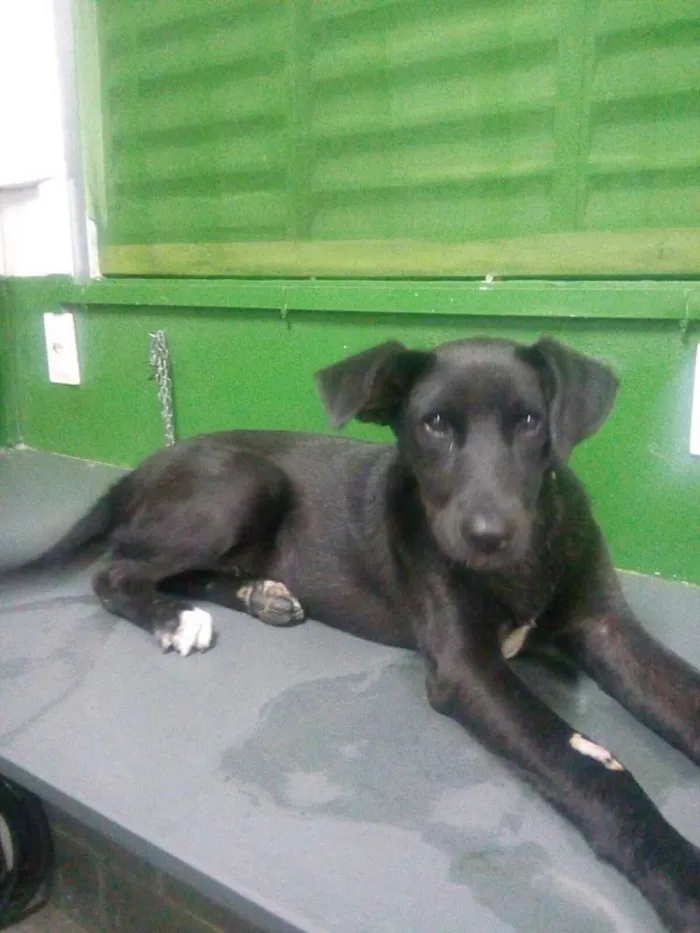 Cachorro raça SRD idade 7 a 11 meses nome Hulk