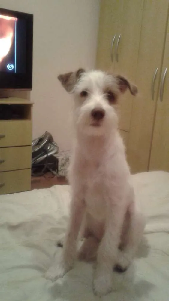 Cachorro ra a SRD idade 7 a 11 meses nome Luna