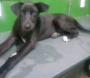 Cachorro raça SRD idade 7 a 11 meses nome Hulk
