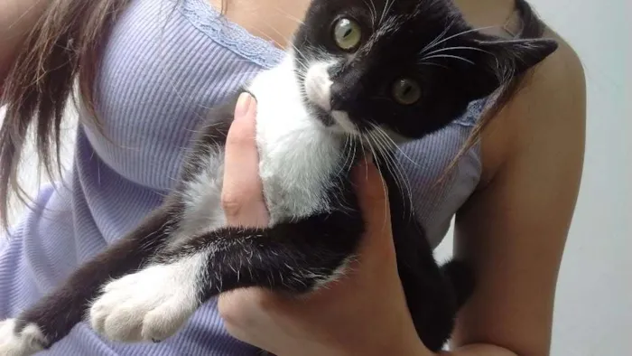 Gato ra a  idade 7 a 11 meses nome Não tem nome