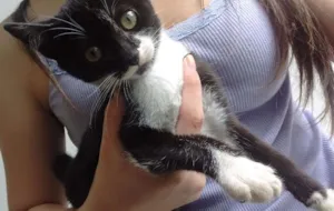 Gato raça  idade 7 a 11 meses nome Não tem nome