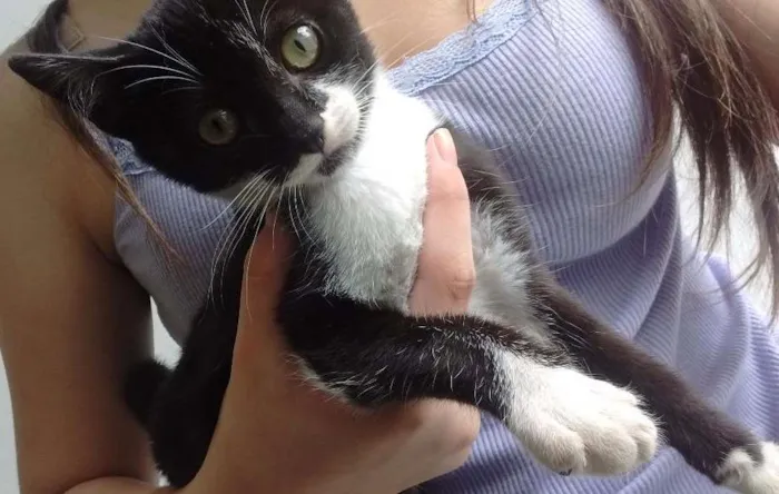 Gato ra a  idade 7 a 11 meses nome Não tem nome