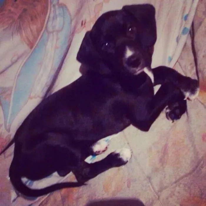 Cachorro raça Vira-lata  idade 2 a 6 meses nome Amy