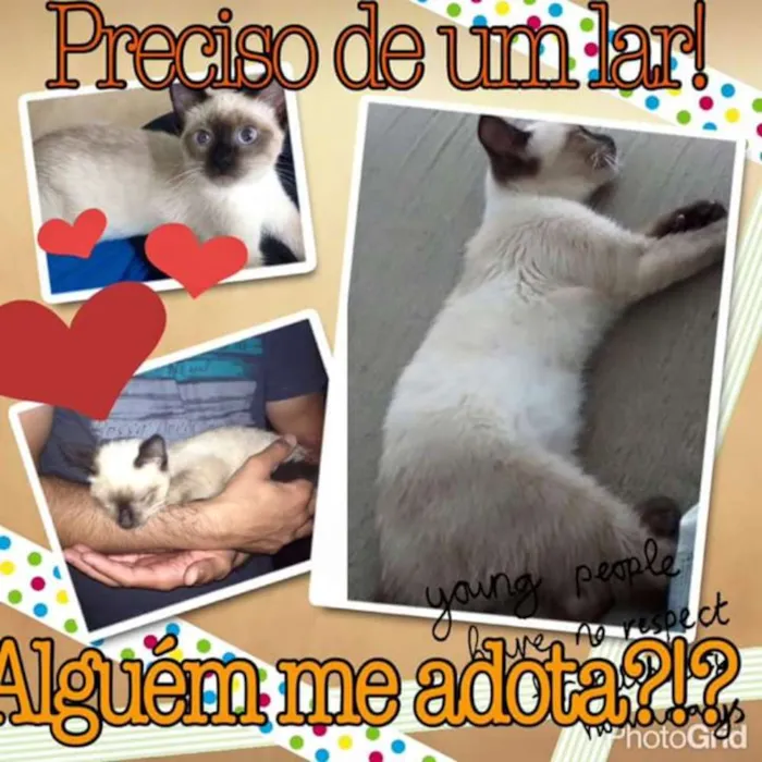 Gato ra a Siamês idade 2 a 6 meses nome Sofia