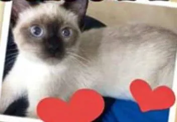 Gato ra a Siamês idade 2 a 6 meses nome Sofia