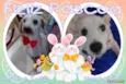 raji,maya,amora