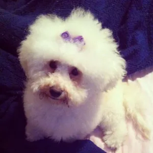 Cachorro raça Poodle idade 6 ou mais anos nome Belinha