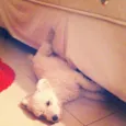 Belinha