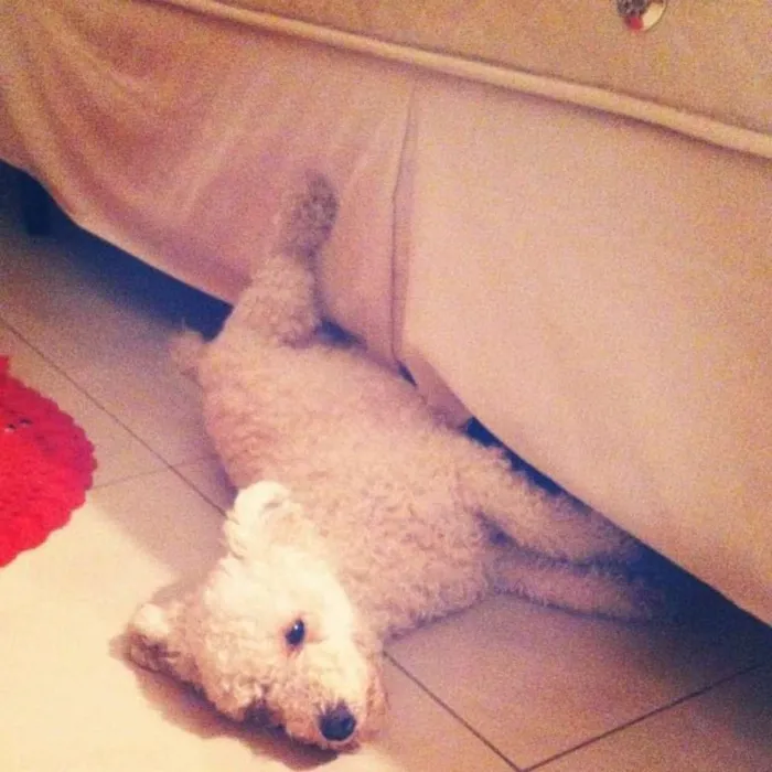 Cachorro ra a Poodle idade 6 ou mais anos nome Belinha