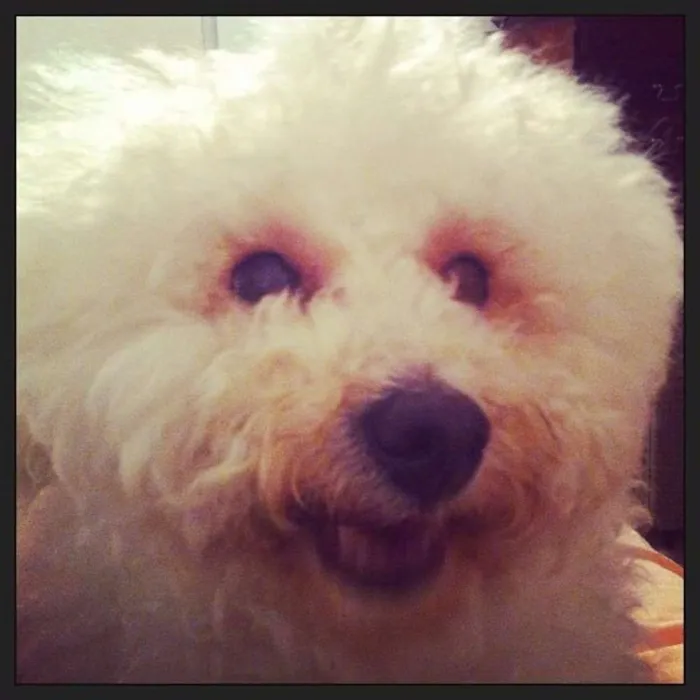 Cachorro ra a Poodle idade 6 ou mais anos nome Belinha