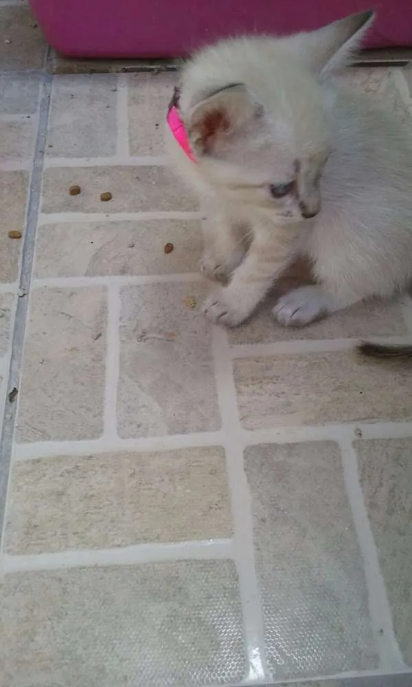 Gato ra a  idade Abaixo de 2 meses nome Sem Nome