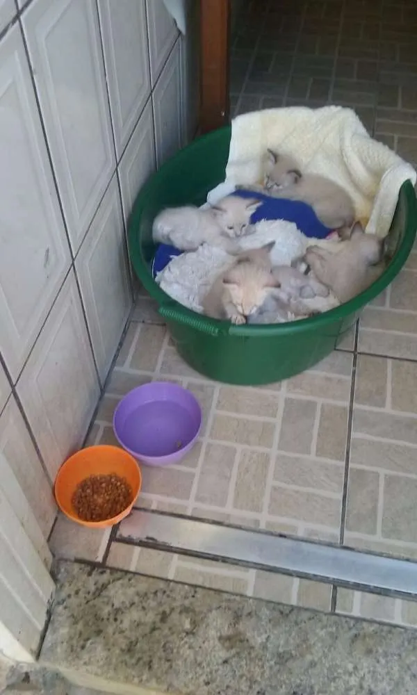 Gato ra a  idade Abaixo de 2 meses nome Sem Nome