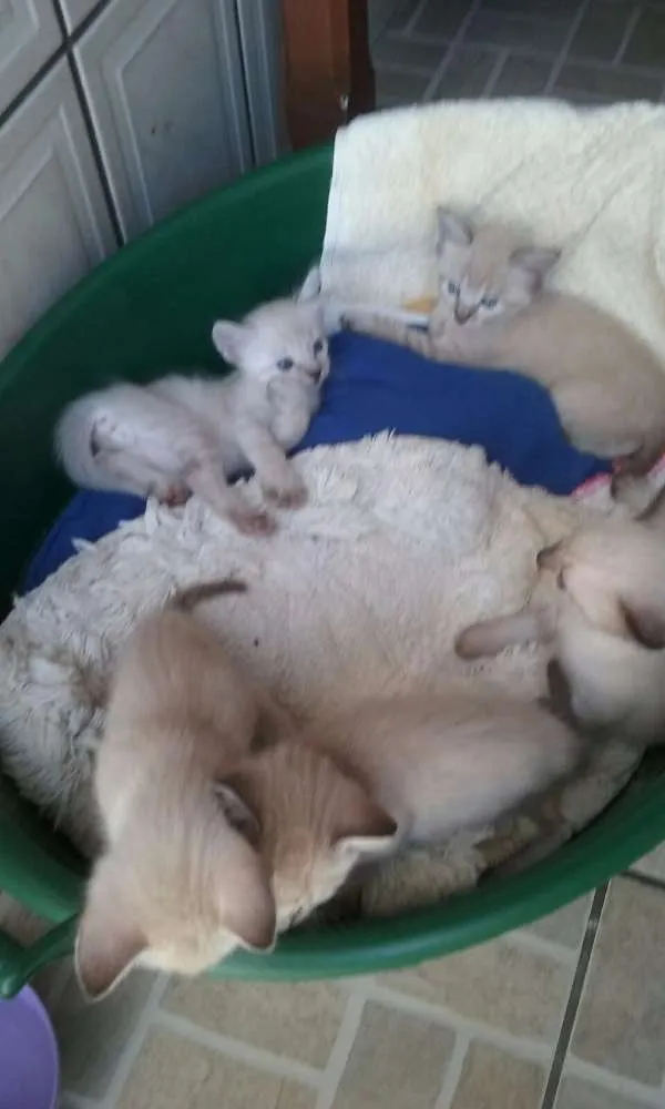 Gato ra a  idade Abaixo de 2 meses nome Sem Nome