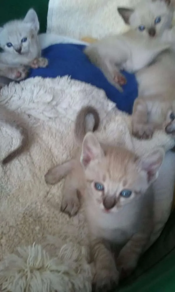 Gato ra a  idade Abaixo de 2 meses nome Sem Nome