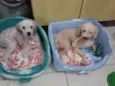 raji,maya,amora