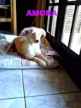 raji,maya,amora