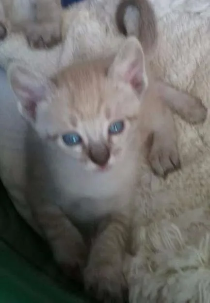 Gato ra a  idade Abaixo de 2 meses nome Sem Nome