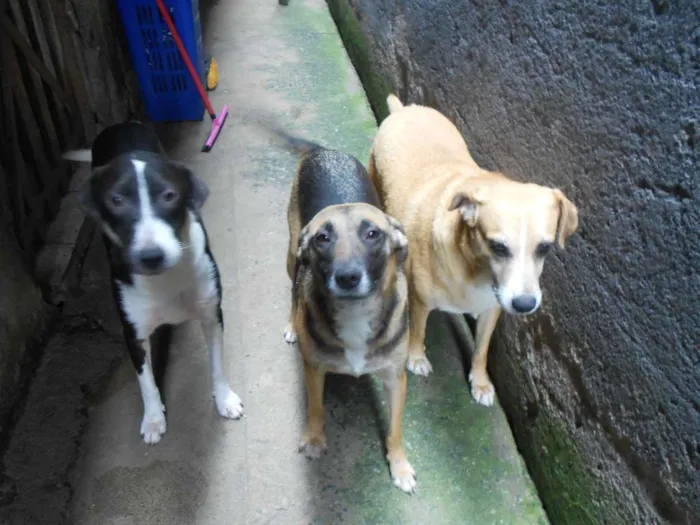 Cachorro ra a Não definido idade 1 ano nome Menina , princesa e