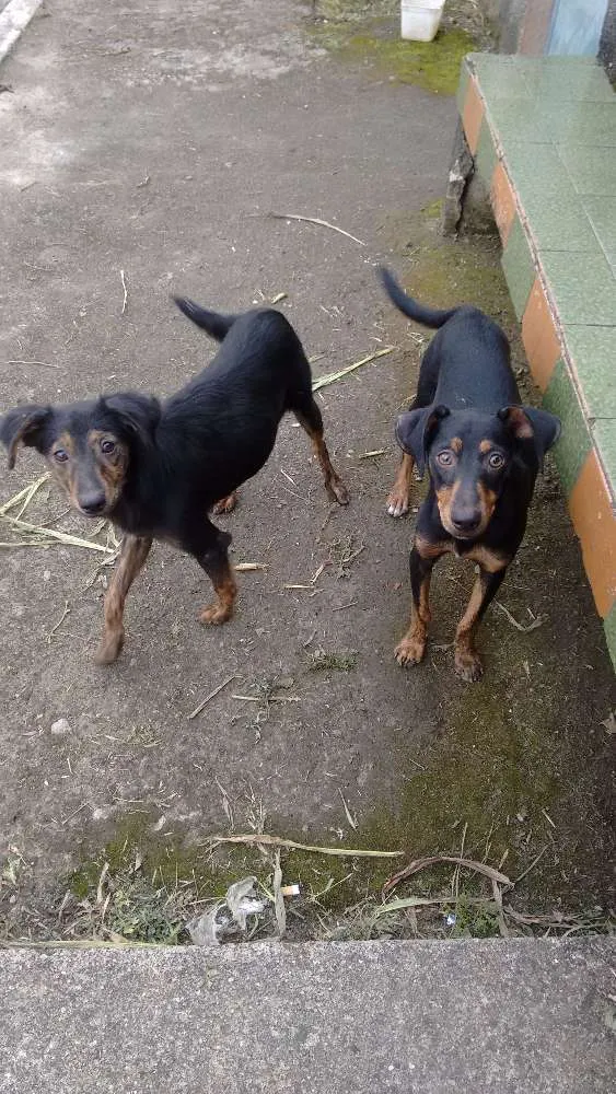 Cachorro ra a Vira lata idade 2 a 6 meses nome Sem nome