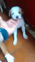 Filhotes