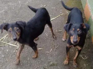 Cachorro raça Vira lata idade  nome Sem nome