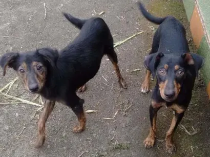 Cachorro raça Vira lata idade  nome Sem nome