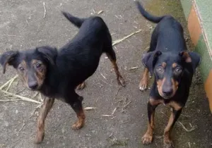 Cachorro raça Vira lata idade 2 a 6 meses nome Sem nome