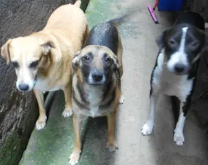 Cachorro raça Não definido idade 1 ano nome Menina , princesa e