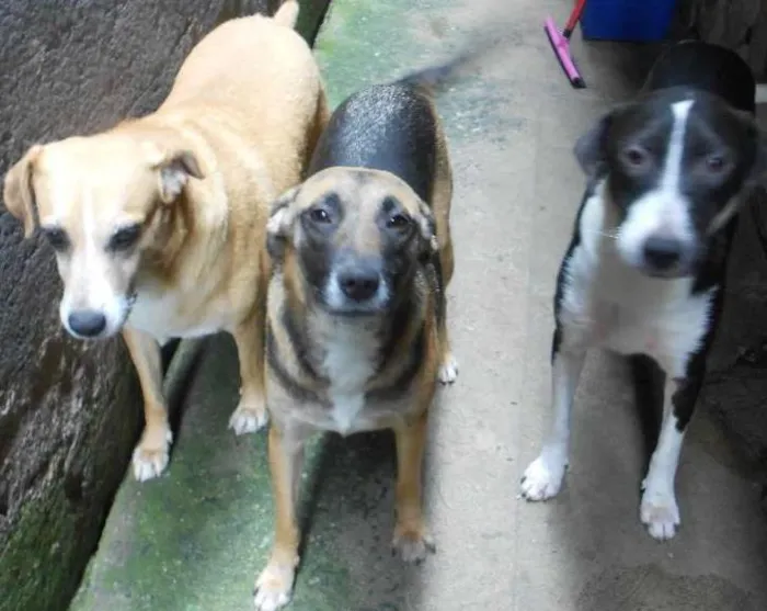 Cachorro ra a Não definido idade 1 ano nome Menina , princesa e