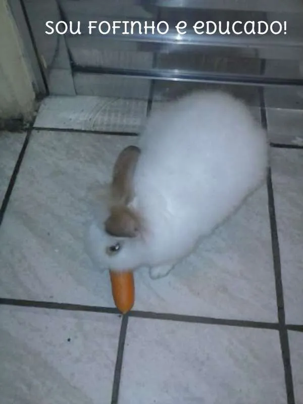 Gato ra a  idade 2 a 6 meses nome sem nome