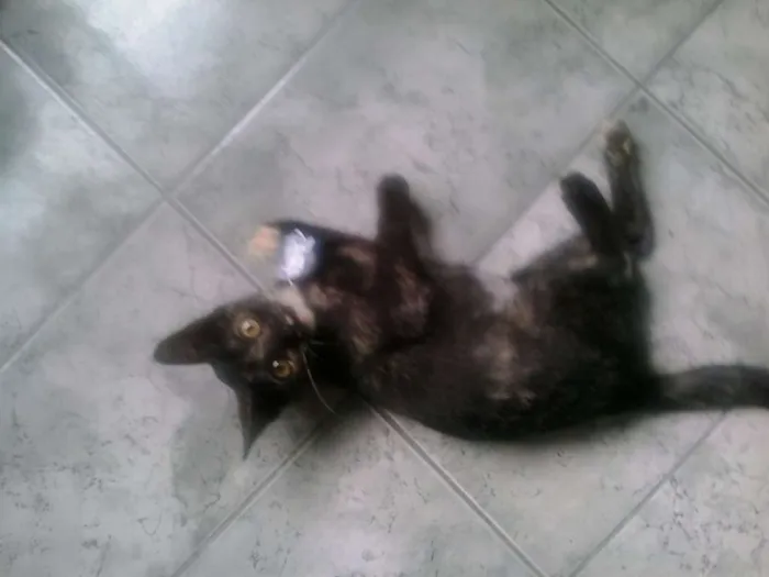 Gato ra a SRD idade 2 a 6 meses nome Punk