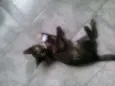 Punk