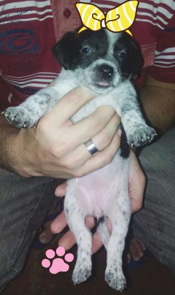 Cachorro ra a Sem Raça idade Abaixo de 2 meses nome Filhotes