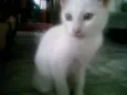 Pérola