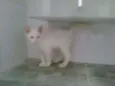 Pérola