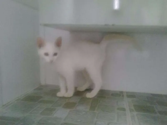 Gato ra a SRD idade 2 a 6 meses nome Pérola