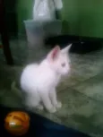 Pérola