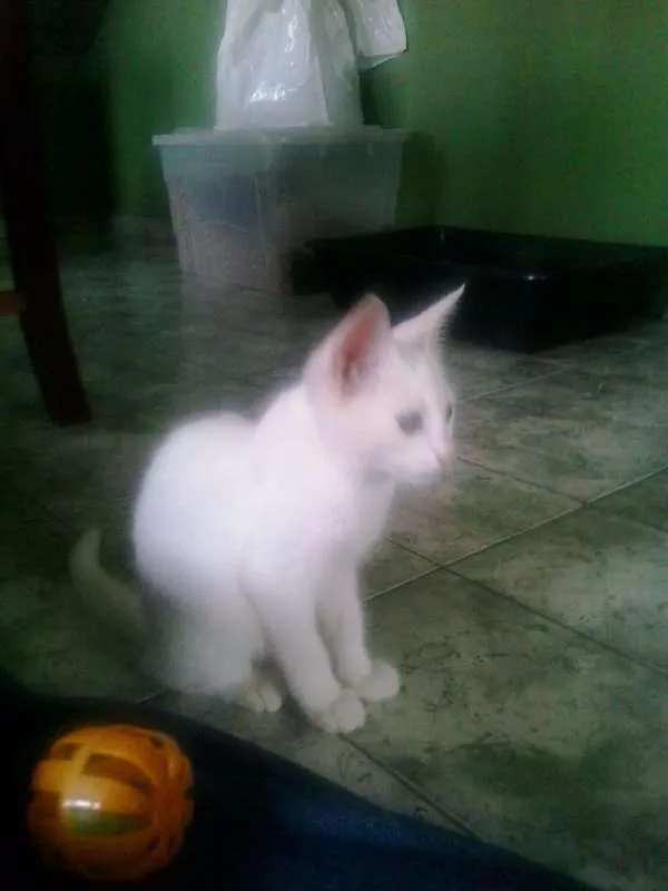 Gato ra a SRD idade 2 a 6 meses nome Pérola