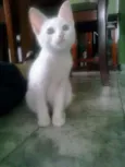 Pérola