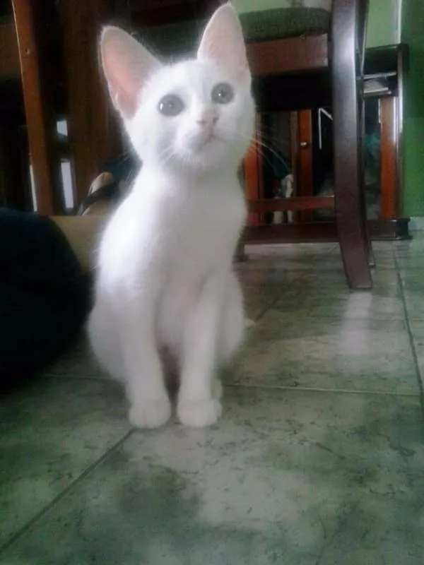 Gato ra a SRD idade 2 a 6 meses nome Pérola
