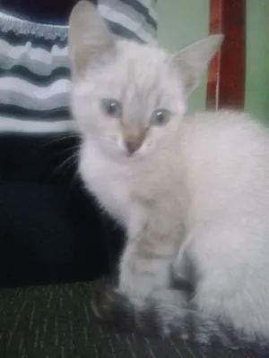 Gato raça srd idade 2 a 6 meses nome Sissi