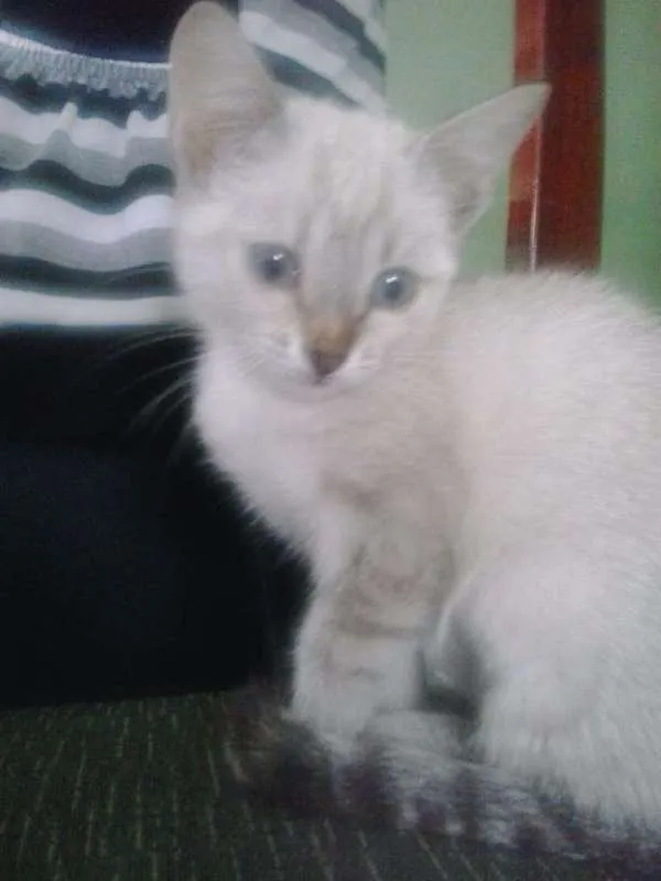 Gato ra a srd idade 2 a 6 meses nome Sissi
